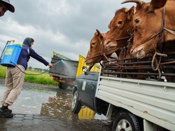 1.120 Sapi di Lumajang Terjangkit PMK, 77 Mati