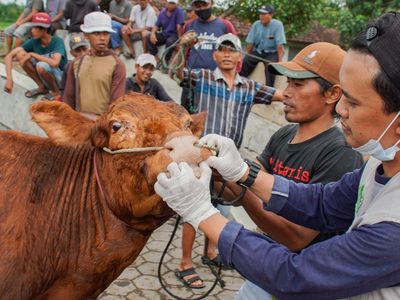 Mengintip Cara Pencegahan Penyakit Mulut dan Kuku Pada Sapi