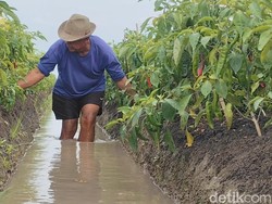 Suara Petani Saat Harga Cabai di Indramayu & Pangandaran Kian Mahal