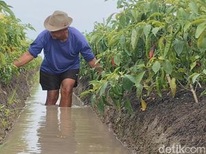 Suara Petani Saat Harga Cabai di Indramayu & Pangandaran Kian Mahal Suara Petani Saat Harga Cabai di Indramayu & Pangandaran Kian Mahal