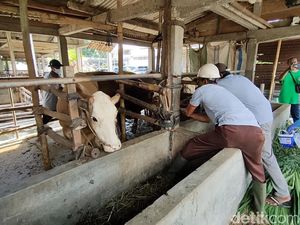 Kementan Prediksi Peningkatan Kasus PMK Ternak 2 Bulan ke Depan