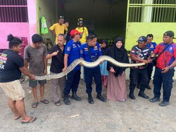 Ular Piton 5 Meter Masuk Kios-Sembunyi di Tumpukan Tabung Gas di Mamuju