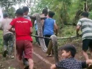 Momen Mencekam ABG 15 Tahun Nyaris Jadi Mangsa Ular Piton 6 Meter Momen Mencekam ABG 15 Tahun Nyaris Jadi Mangsa Ular Piton 6 Meter