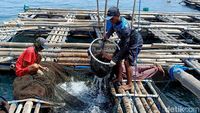 Budidaya Ikan Kerapu Keramba di Pulau Gili Ketapang Probolinggo