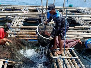 Budidaya Ikan Kerapu Keramba di Pulau Gili Ketapang Probolinggo Budidaya Ikan Kerapu Keramba di Pulau Gili Ketapang Probolinggo