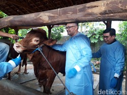 Kementan Sebut 17 Ribu Hewan Ternak Terjangkit PMK