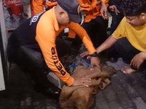 Alasan Keluarga Andre Minta Lusi, Buaya Peliharaan di Surabaya Dievakuasi