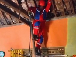 Saat Ular Kayu Kepergok Hendak Mangsa Burung di Rumah Warga Gunungkidul