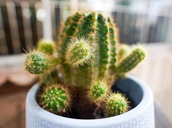 Hati-Hati! 3 Jenis Tanaman Ini Bisa Bawa Sial Menurut Feng Shui