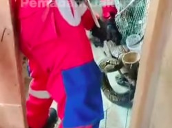 Bikin Kaget! Ular Sanca 5 Meter Ditemukan di Bawah Kandang Ayam di Jakut