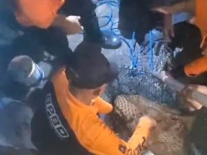 Nasib Lusi, Buaya Peliharaan yang Harus Berpisah dengan Tuannya