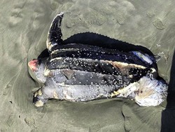 Penyu Belimbing yang Rentan Punah Itu Mati karena Telan Plastik 1 Meter Persegi