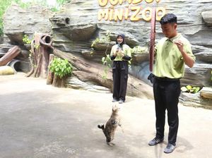 Atraksi Piuw, Kucing Rumahan di Jember Mini Zoo Bikin Gemes! Atraksi Piuw, Kucing Rumahan di Jember Mini Zoo Bikin Gemes!