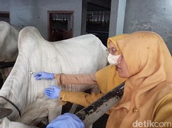 Kementan Siapkan 400 Ribu Dosis Vaksin Tangkal PMK di Jateng
