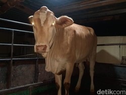 Curi Sapi Tetangga, Pria Dlingo Bantul Diciduk Polisi