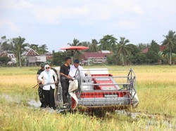 Target Produksi Beras Sumsel Naik, Petani Diminta Tak Buru-buru Panen