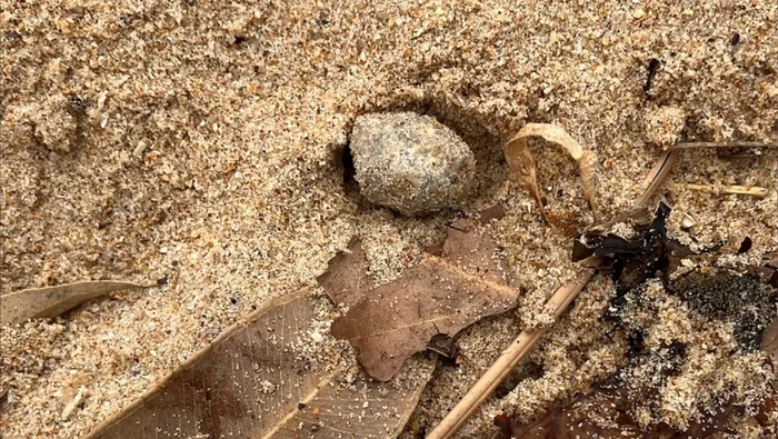 Benda misterius di pantai Australia Benda misterius di pantai Australia
