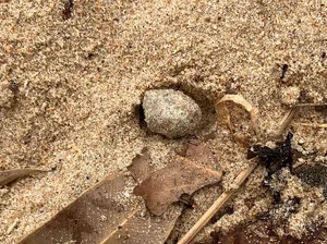 Lagi, Bola-bola Tinja Teror Pantai Sydney Lagi, Bola-bola Tinja Teror Pantai Sydney