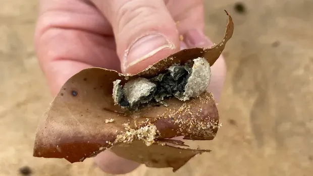 Benda misterius di pantai Australia