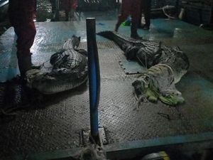 DPRD Batam Ungkap PT PJK Tak Tahu Jumlah Buaya Lepas Usai Penangkaran Jebol DPRD Batam Ungkap PT PJK Tak Tahu Jumlah Buaya Lepas Usai Penangkaran Jebol