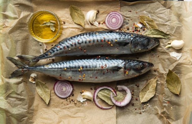 Ilustrasi ikan kembung.