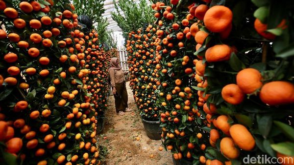 Jelang Imlek Penjual Pohon Jeruk Laris Manis