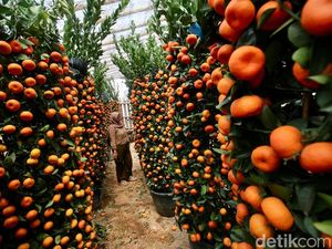 Jelang Imlek Penjual Pohon Jeruk Laris Manis Jelang Imlek Penjual Pohon Jeruk Laris Manis