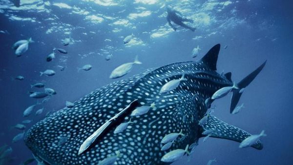 Para Hewan Raksasa Penghuni Laut yang Menakjubkan