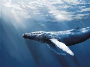Melihat Hewan Raksasa Penghuni Laut yang Menakjubkan Melihat Hewan Raksasa Penghuni Laut yang Menakjubkan