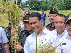 Mentan Amran Minta Bulog Serap Gabah Petani Rp 6.500/Kg Tanpa Tawar