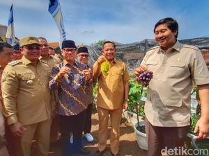 Kala 3 Menteri Panen Anggur dan Cabai di Sumedang Kala 3 Menteri Panen Anggur dan Cabai di Sumedang