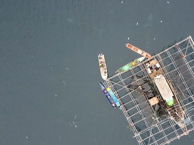 Potret Paus Orca hingga Lumba-lumba Enjoy Nyemil Ikan Teri di Laut Kaimana