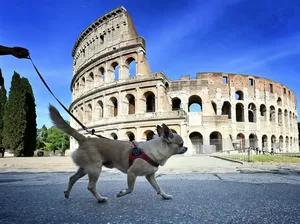 Museum-museum Italia Tawarkan Layanan Penitipan Anjing