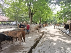 Pasar Hewan Ambarketawang Sleman Sepi Buntut PMK, Blantik Sapi-Sopir Sambat