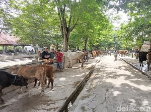 Pasar Hewan Ambarketawang Sleman Sepi Buntut PMK, Blantik Sapi-Sopir Sambat Pasar Hewan Ambarketawang Sleman Sepi Buntut PMK, Blantik Sapi-Sopir Sambat