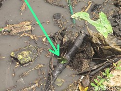 Pisau Saksi Bisu Artis Sandy Permana Tewas Ditikam Nanang Gimbal