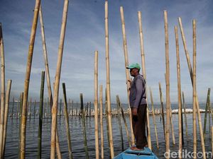 Potret Pagar Bambu di Laut Bekasi Potret Pagar Bambu di Laut Bekasi