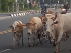 Sapi Ternak Berkeliaran di Jalanan OI Dikeluhkan, Polisi Turun Tangan Sapi Ternak Berkeliaran di Jalanan OI Dikeluhkan, Polisi Turun Tangan