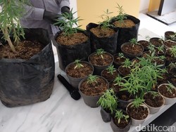 Bandar di Malang Tanam Ganja di rumah Pakai Campuran Urine Kelinci