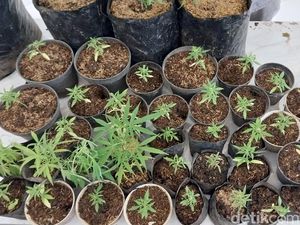 Saat Sarjana Pertanian Bereksperimen Tanam Ganja untuk Aplikasikan Ilmunya Saat Sarjana Pertanian Bereksperimen Tanam Ganja untuk Aplikasikan Ilmunya