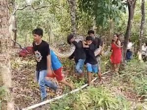 Warga Kendari Tangkap Ular Piton 8 Meter Hidup-hidup Pakai Tangan Kosong Warga Kendari Tangkap Ular Piton 8 Meter Hidup-hidup Pakai Tangan Kosong