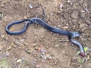 Damkar Polman Evakuasi Ular Hitam Berbisa di Pohon Dekat Permukiman Warga