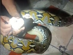 Ular Sanca 2 Meter Masuk Rumah Warga di Selayar Saat Hujan