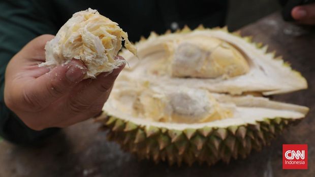 Suasana lapak durian musiman di kawasan Kalimalang, Jakarta Timur, Kamis, 16 Januari 2025. Durian yang di jual ini berasal dari wilayah kabupaten Sumatera Selatan. Dijual mulai dari 10 ribu rupiah dan paling mahal 200 ribu rupiah. CNN Indonesia/Safir Makki