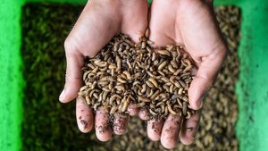 Intip Budi Daya Maggot di Serang