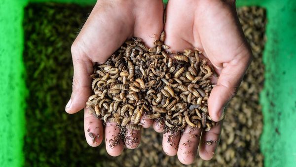 Intip Budi Daya Maggot di Serang