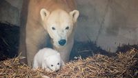 Gemasnya Induk dan Bayi Beruang Kutub yang Lahir di Kebun Binatang Jerman