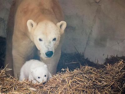Gemasnya Induk dan Bayi Beruang Kutub yang Lahir di Kebun Binatang Jerman