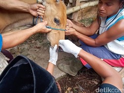 Antisipasi Wabah PMK, Lalu Lintas Ternak Sumbawa-Mataram Dibatasi