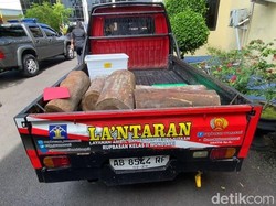 Penahanan Pencuri 5 Potong Kayu di Gunungkidul Akhirnya Ditangguhkan